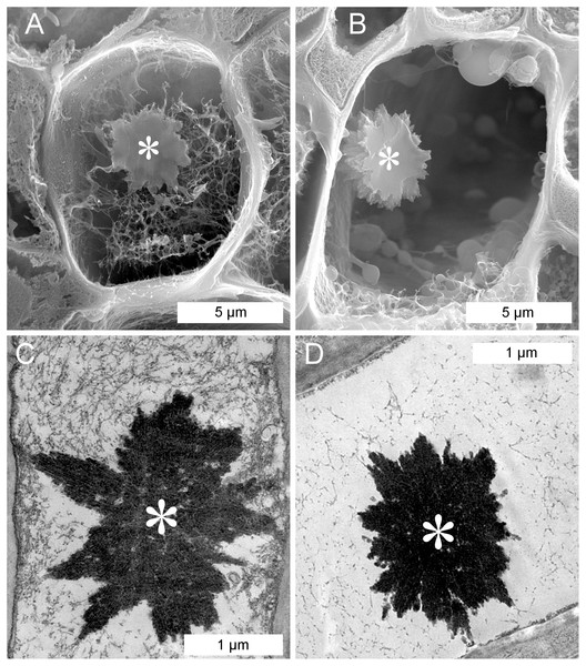 Scanning (A, B) and transmission (C, D) electron-micrographs showing non-dispersive P-protein bodies (NPBs) in sieve elements of Populus trichocarpa.