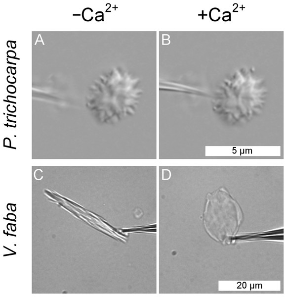 Lack of response of a non-dispersive P-protein body (NPB) isolated from Populus trichocarpa to calcium ions.
