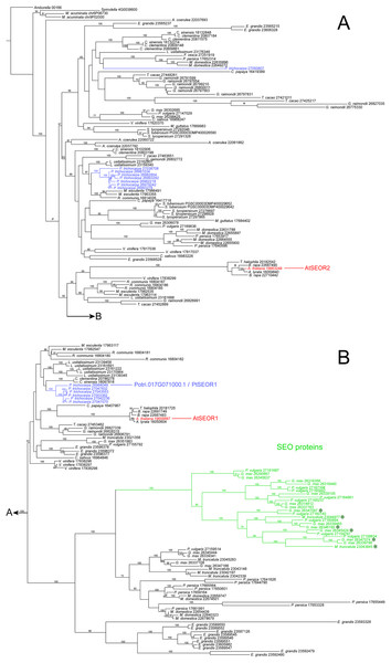 Phylogenetic hypothesis based on maximum likelihood analysis of 188 hypothetical SEO/SEOR proteins.