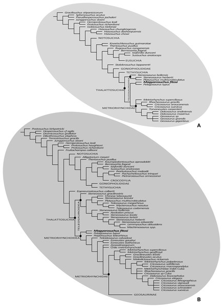Results of the phylogenetic analyses.
