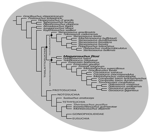 Strict consensus of six most parsimonious cladograms based on the Wilberg matrix (Wilberg, 2017), showing phylogenetic relationships of Magyarosuchus fitosi gen. et sp. nov. within Metriorhynchoidea.