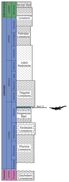 Schematic geological section of the locality at the Nagy-Pisznice Hill, close to Békás-Canyon (GPS coordinates: 47°42′09.4″N, 18°29′40.0″E), eastern Gerecse Mountains, northwestern Hungary.
