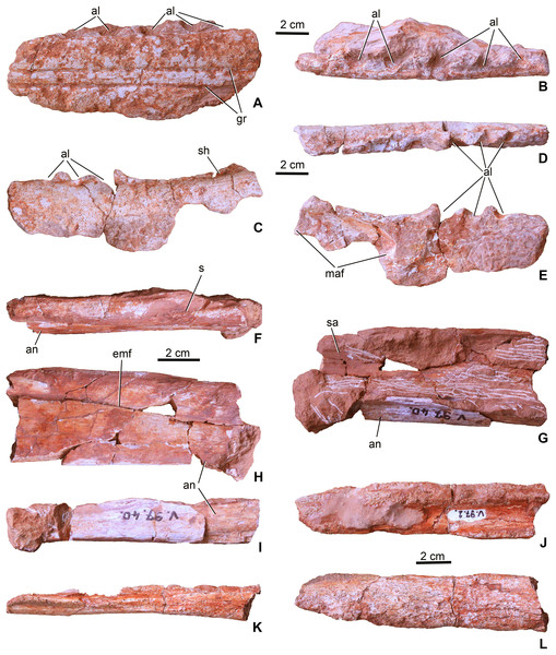 Mandibular elements of Magyarosuchus fitosi gen. et sp. nov. from the Toarcian of the Gerecse Mountains, Hungary.