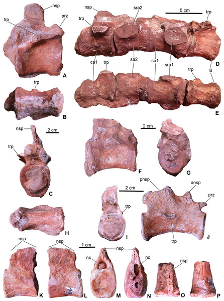 Axial elements of Magyarosuchus fitosi gen. et sp. nov. from the Toarcian of the Gerecse Mountains, Hungary.