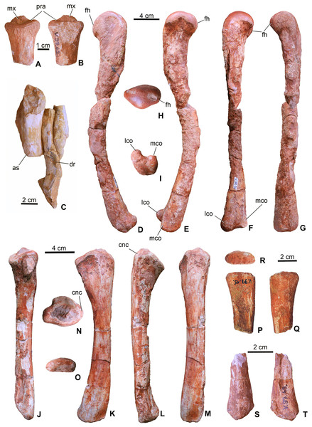 Limb elements of Magyarosuchus fitosi gen. et sp. nov. from the Toarcian of the Gerecse Mountains, Hungary.