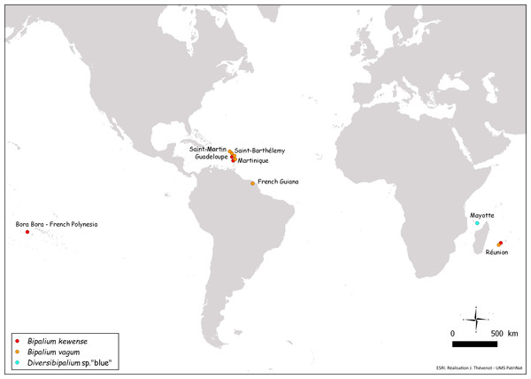 Map of the World, showing new records of bipaliine flatworms from French territories.