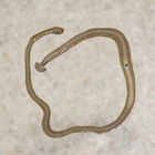 Giant worms chez moi! Hammerhead flatworms (Platyhelminthes ...