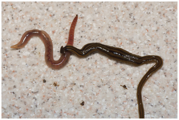 B. kewense, predation on earthworm.
