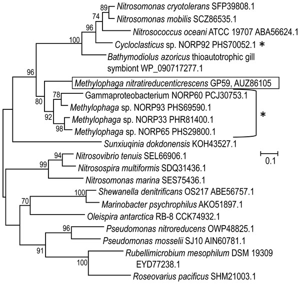 Phylogenetic analysis of NirK of Methylophaga nitratireducenticrescens GP59.