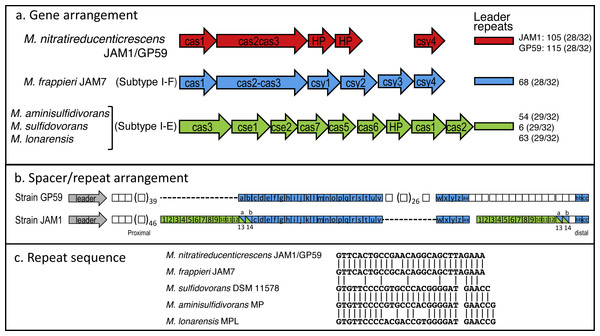 CRISPR chromosomic arrangement in Methylophaga genomes.