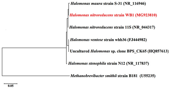 Maximum likelihood phylogenetic tree of 16S rDNA sequence of the bacterial isolate (in red).