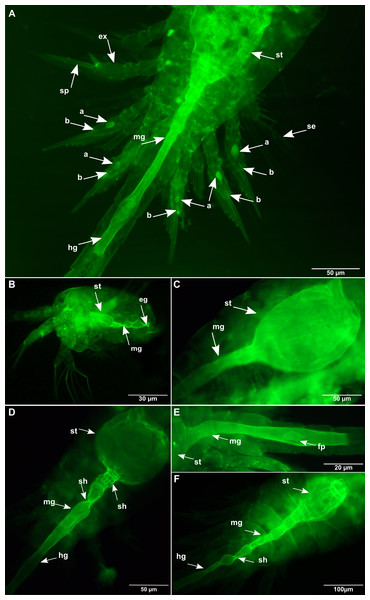 Oithona appendages morphology and digestive system by WGA-FITC fluorescence microscopy.