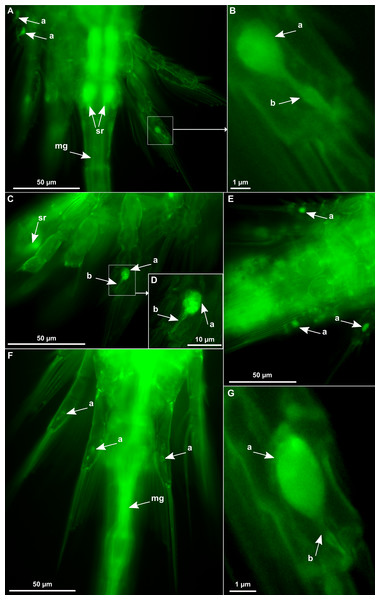 Oithona globular and tubular chitinous structures in the swimming appendages by WGA-FITC fluorescence microscopy.