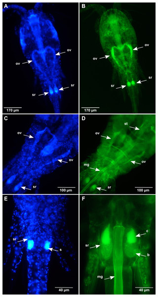 Oithona female reproductive system by DAPI and WGA-FITC fluorescence microscopy.
