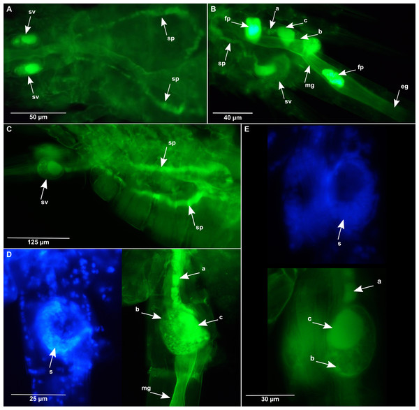 Oithona male reproductive system by DAPI and WGA-FITC fluorescence microscopy.