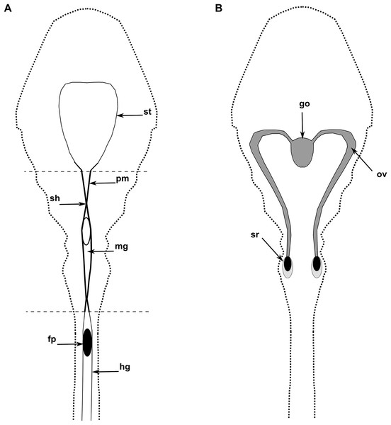 The diagram of the internal anatomy of a female O. nana.