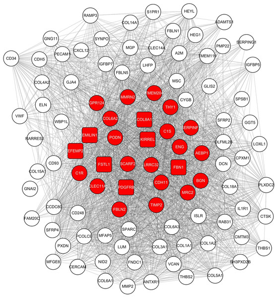 Co-expression network of 100 most connected genes in the green module.