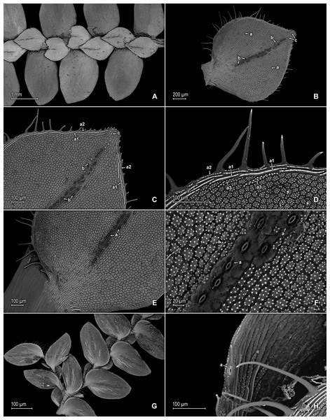 Scanning electron micrographs of branch sections and leaves of S. ventricosa.