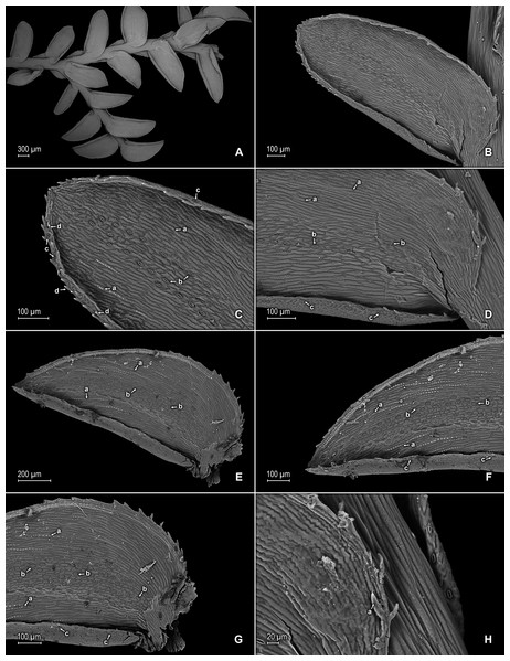 Scanning electron micrographs of branch section and leaves of S. zartmanii.