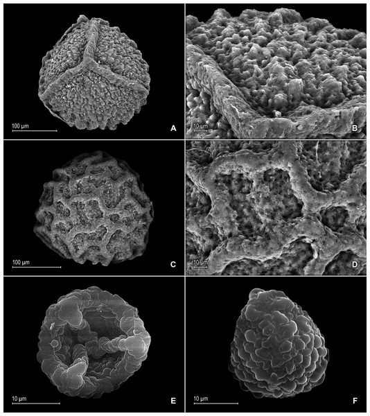 Scanning electron micrographs of mega- and microspores of S. zartmanii.