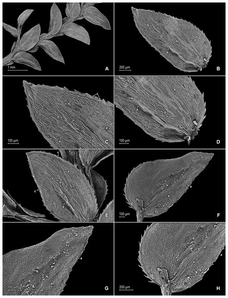 Scanning electron micrographs of branch section and leaves of S. magnafornensis.