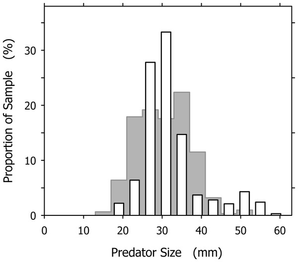 Size distribution of Agaronia propatula (4 mm intervals from 17–21 to 57–61 mm) found with prey in their metapodial pouches at Playa Grande (n = 327; white bars).