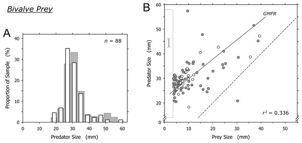 Relationship between shell lengths of Agaronia propatula and its bivalve prey.