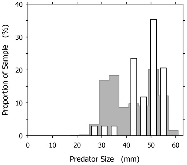 Comparison of the expected and observed distributions of successful cannibalistic predators across the size classes of Agaronia propatula.