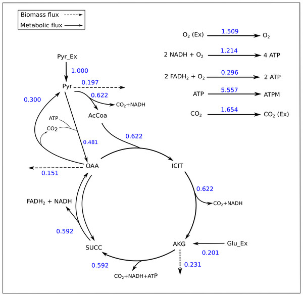 Flux map of the TCA generated by FluxPyt.