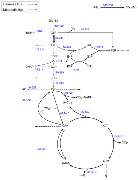 A map of the C. glutamicum fluxes generated by FluxPyt.