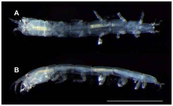 Haimormus shimojiensis gen. et sp. nov., paratype female (RUMF-ZC-6004), fixed specimen.