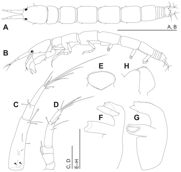 Haimormus shimojiensis gen. et sp. nov., holotype female.