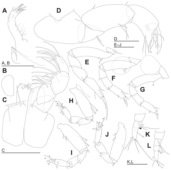 Haimormus shimojiensis gen. et sp. nov. (A–K) holotype female; (L) paratype female (RUMF-ZC-6004).