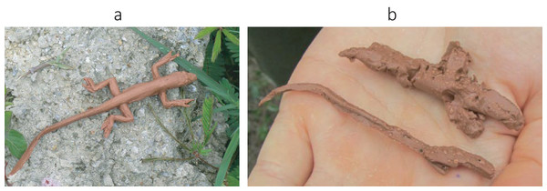 Clay model of a brown anole used for estimating predation pressure.