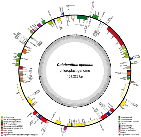 Gene map of the Colobanthus apetalus chloroplast genome.