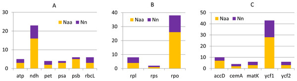 Nucleotide and amino acid substitutions in cp genome of C. apetalus when compared with C. quitensis plastid genome.