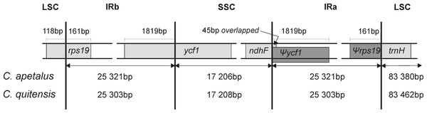 Border position of LSC, SSC, and IR regions for C. apetalus and C. quitensis.