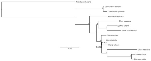 Phylogeny of Colobanthus apetalus and other 11 representatives of Caryophyllaceae based on sequences of sheared 76 protein-coding genes using maximum likelihood method.