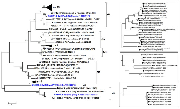 Phylogenetic analysis of the RVC VP7 gene.