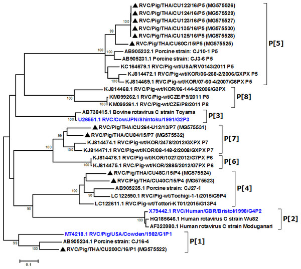 Phylogenetic analysis of the RVC VP4 gene.