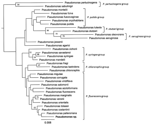 Neighbor-Joining tree based on 16S rRNA sequences of 32 known species of the genus Pseudomonas.