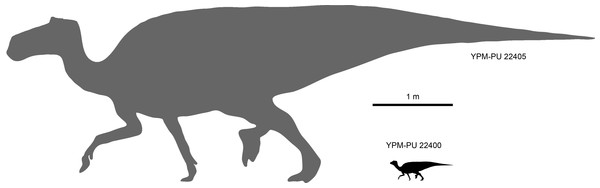 Size comparison between the perinatal individuals in YPM-PU 22400 and the presumably adult type specimen YPM-PU 44505.
