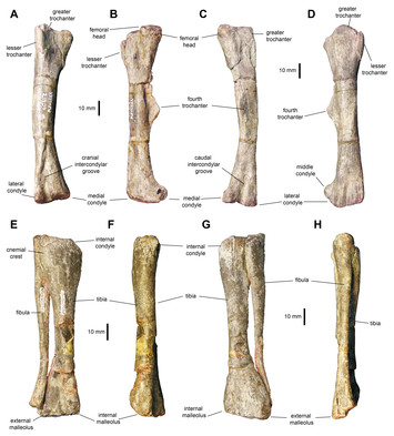 Perinatal specimens of Maiasaura from the Upper Cretaceous of Montana ...