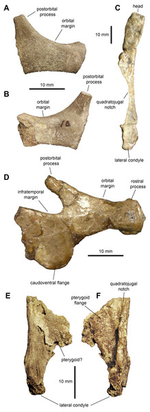 Facial elements of Maiasaura peeblesorum perinates (YPM-PU 22400).