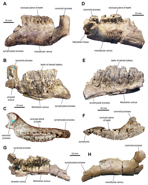 Mandibular elements of Maiasaura peeblesorum perinatal specimens (YPM-PU 22400).