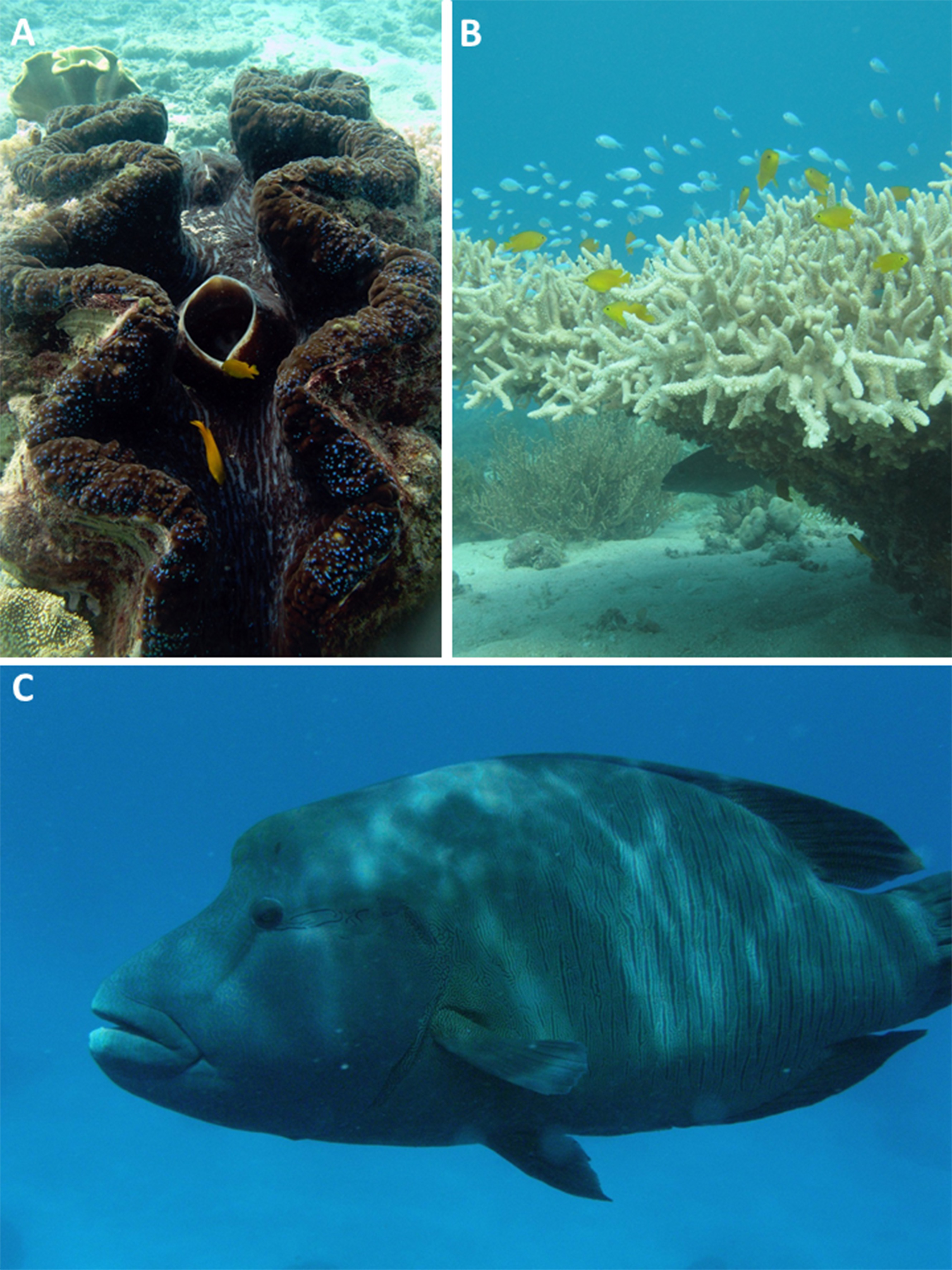 Biodiversity of the Great Barrier Reef—how adequately is it protected?  [PeerJ]