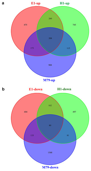 Venn diagrams of drought-responsive DEGs (both up- and down-regulated) in M79, E1 and H1.