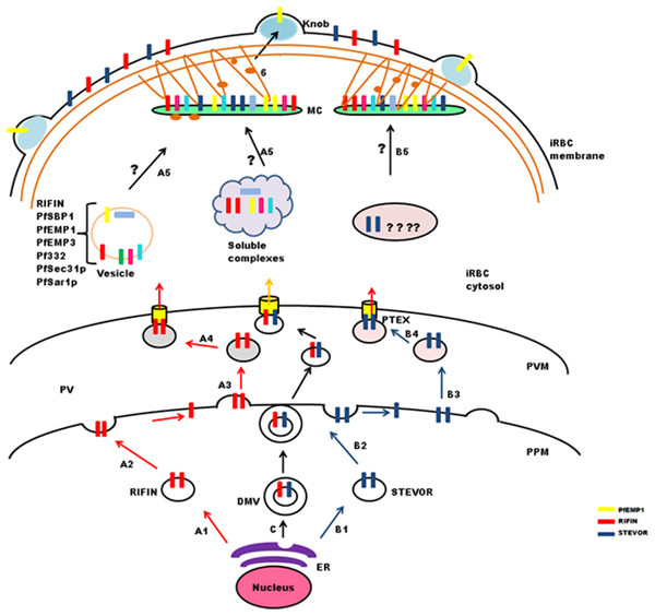 Schematic representation of possible trafficking pathways for STEVOR and RIFIN proteins.