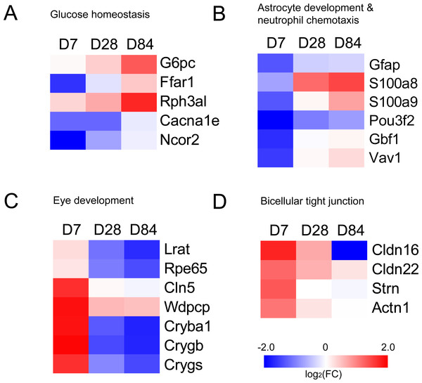 Heatmaps of genes in GO terms (A) glucose homeostasis, (B) astrocyte development & neutrophil chemotaxis, (C) eye development and (D) bicellular tight junction.