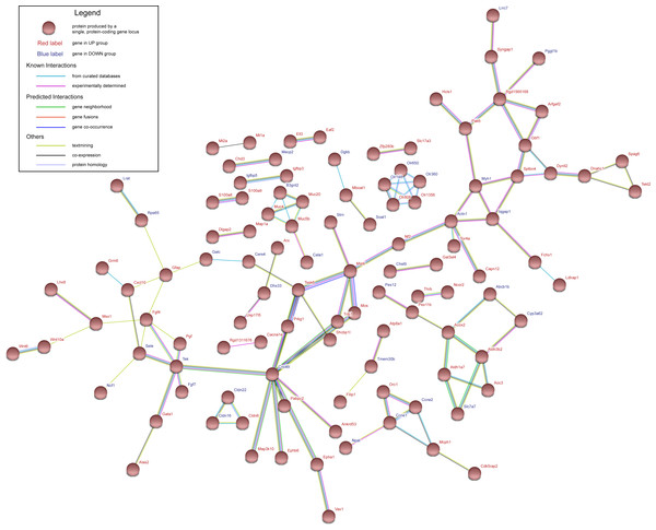 Protein–protein interaction network of UP group and DOWN group.